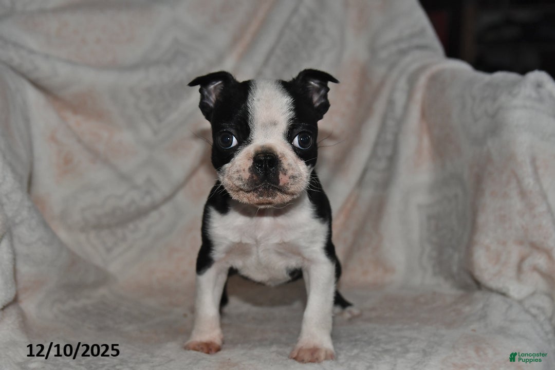 Boston Terrier dogs for sale: Nellie - Ad 1