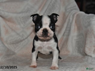 Boston Terrier dogs Nellie - Ad 30