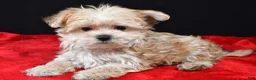 Morkie dogs for sale: Chip - Ad 4