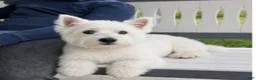 West Highland Terrier dogs for sale: Zoey - Ad 6