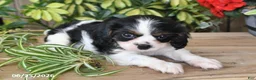 Cavalier King Charles Spaniel dogs for sale: Tina - Ad 5
