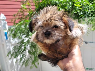 Shorkie dogs Cheesecake - Ad 27