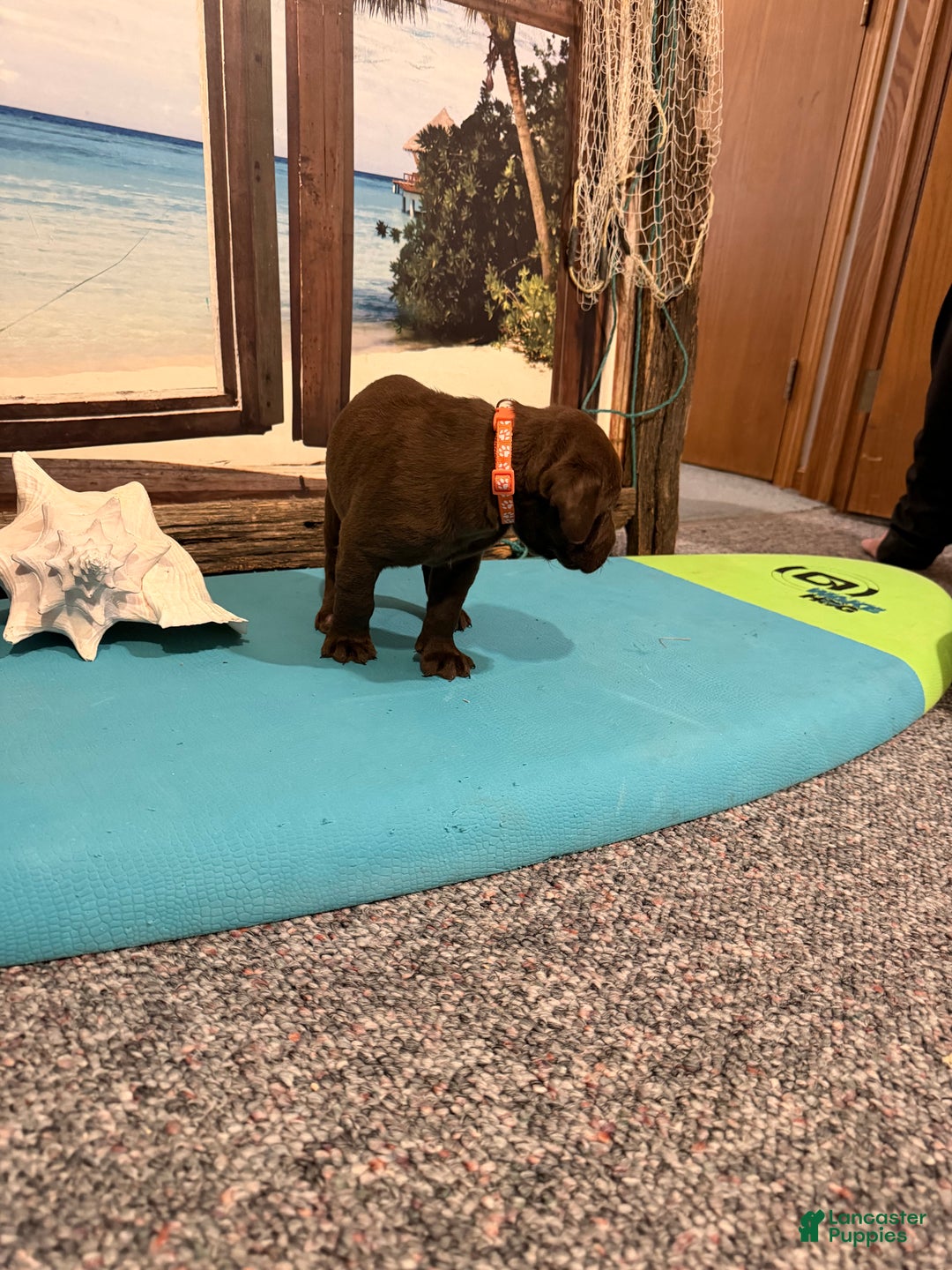 Labrador Retriever dogs for sale: Labrador Retriever COCOA - Ad 5