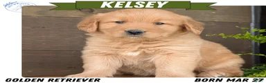 Kelsey