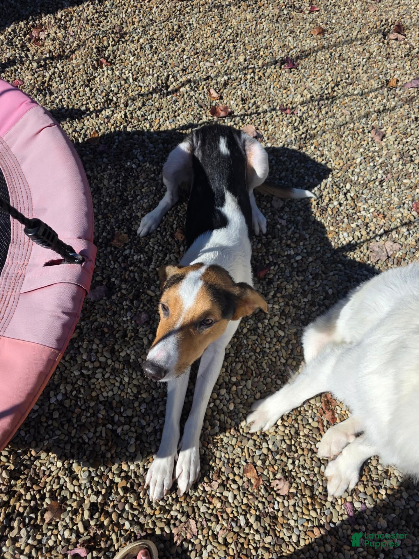 Mixed Breed dogs for sale: Mixed Breed 2 - Ad 2