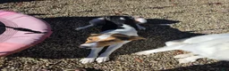 Mixed Breed dogs for sale: Mixed Breed 2 - Ad 1