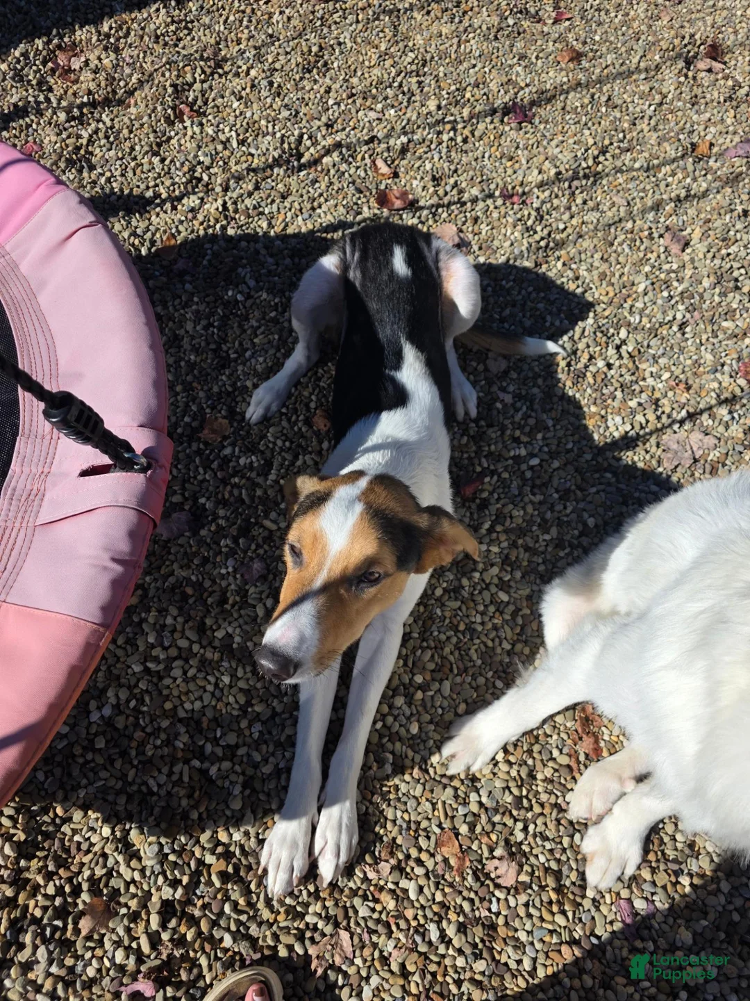 Mixed Breed dogs for sale: Mixed Breed 2 - Ad 1
