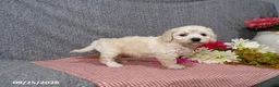 Bichpoo dogs for sale: Twinkle - Ad 2