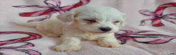 Maltipoo dogs for sale: Osiris---Maltipoo, in home raised, non-shedding - Ad 5