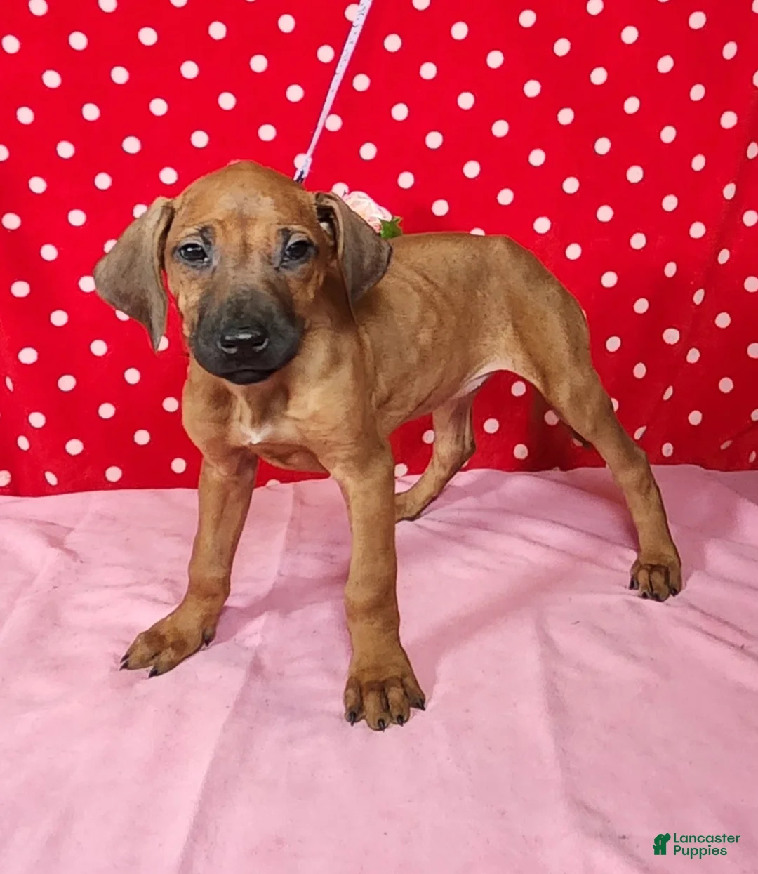 Rhodesian Ridgeback dogs for sale: Zoe - Ad 3