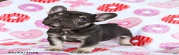 French Bulldog dogs for sale: Scooter - Ad 3