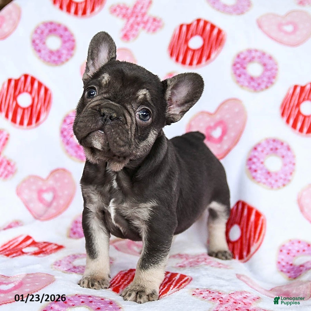 French Bulldog dogs for sale: Scooter - Ad 3