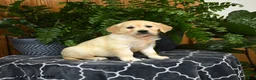 Golden Retriever dogs for sale: Honey - Ad 2