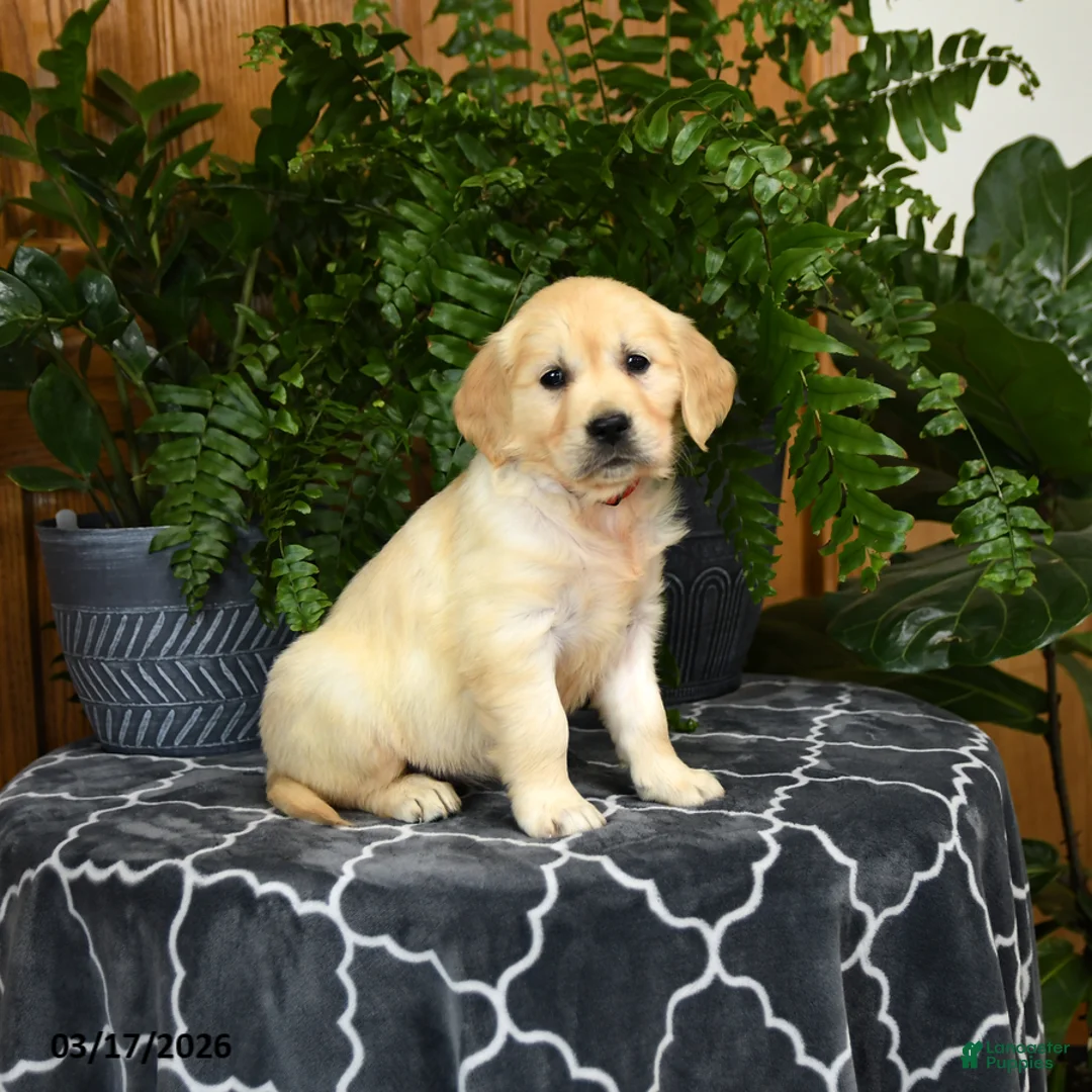 Golden Retriever dogs for sale: Honey - Ad 2