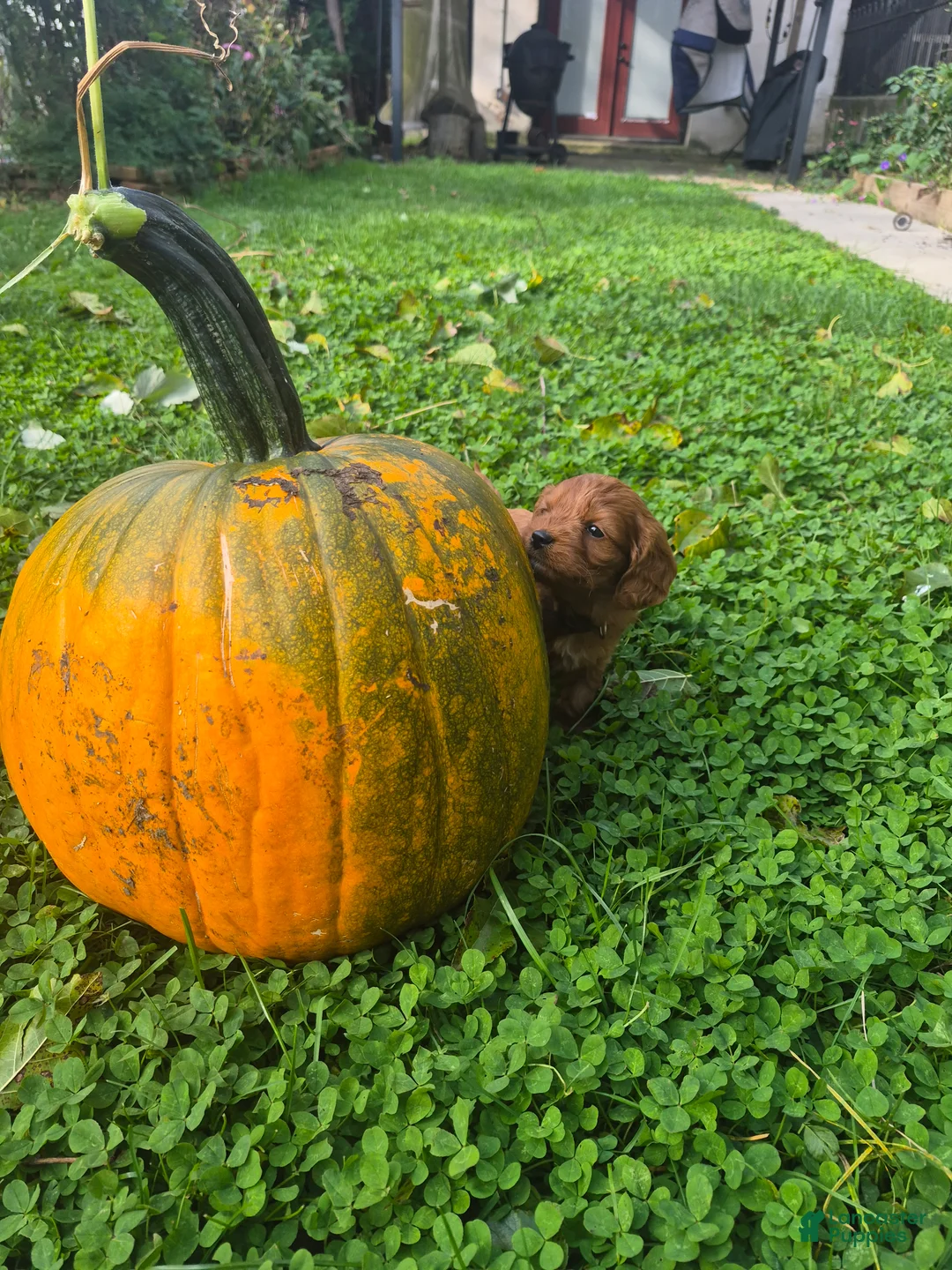 Cavapoo dogs for sale: Sage - Ad 2