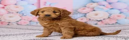Mini Goldendoodle dogs for sale: Lily - Ad 2
