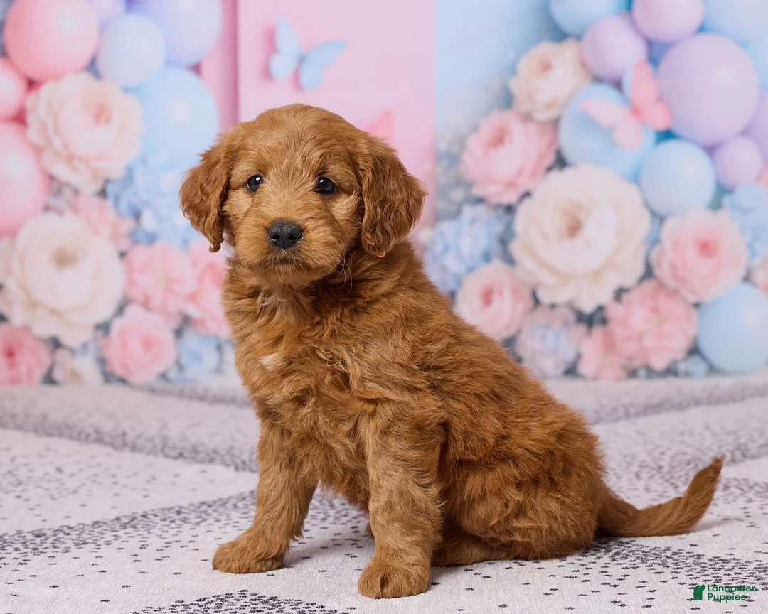 Mini Goldendoodle dogs for sale: Lily - Ad 2