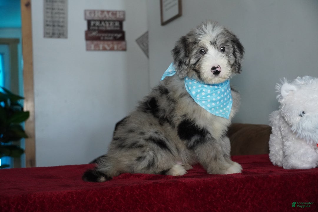 Sheepadoodle dogs for sale: Murphy - Ad 5