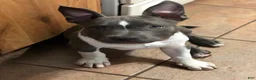 American Bully dogs for stud: SINCERE - Ad 5