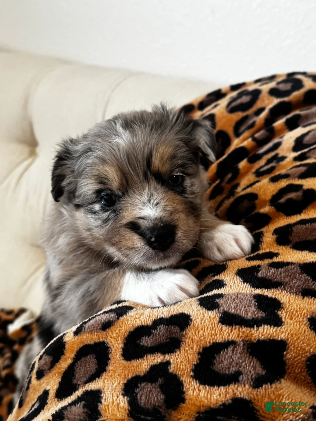 Australian Shepherd dogs for sale: Australian Shepherd Puppy 4 - Ad 2