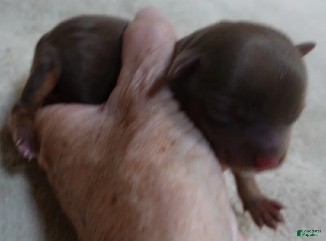 Yorkshire Terrier dogs for sale: Samson - Ad 7