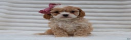Cavapoo dogs for sale: Pearl Cavapoo Puppy - Ad 2