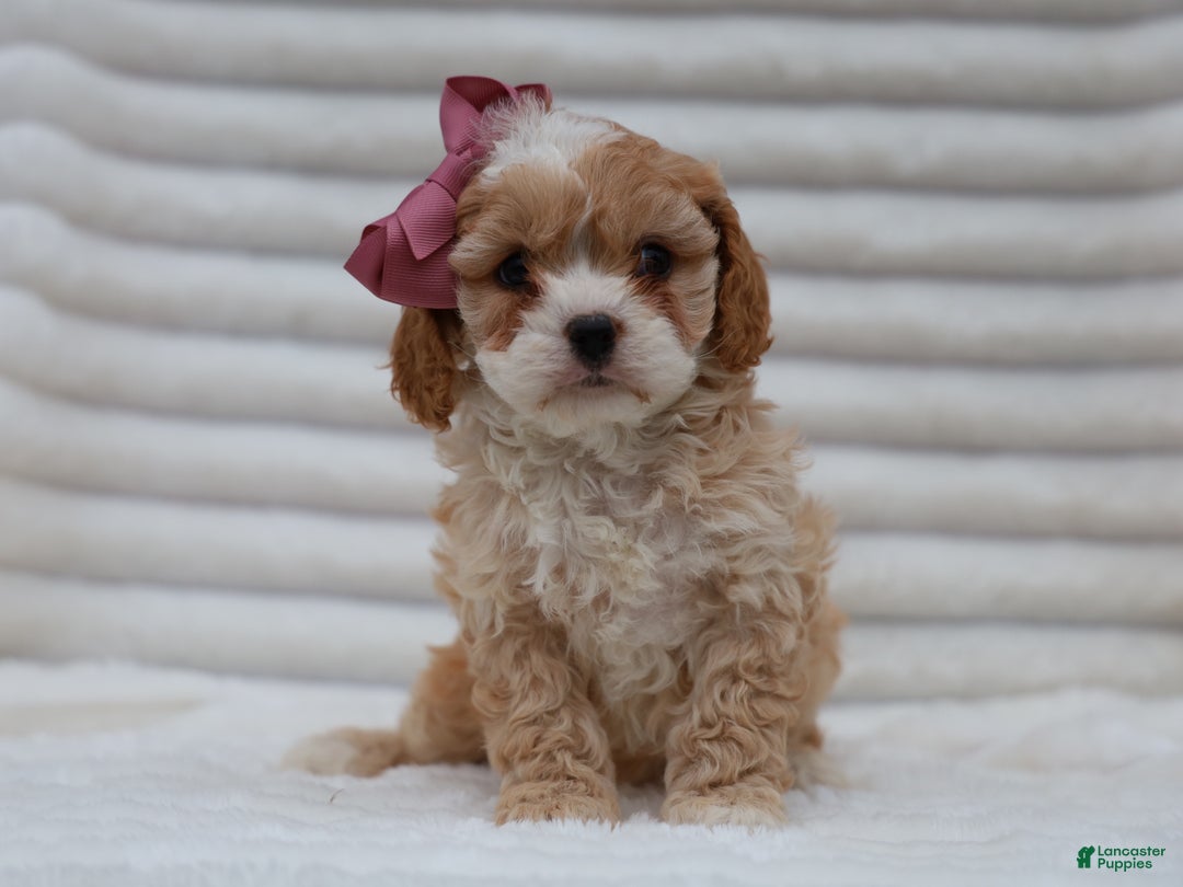 Cavapoo dogs for sale: Pearl Cavapoo Puppy - Ad 2