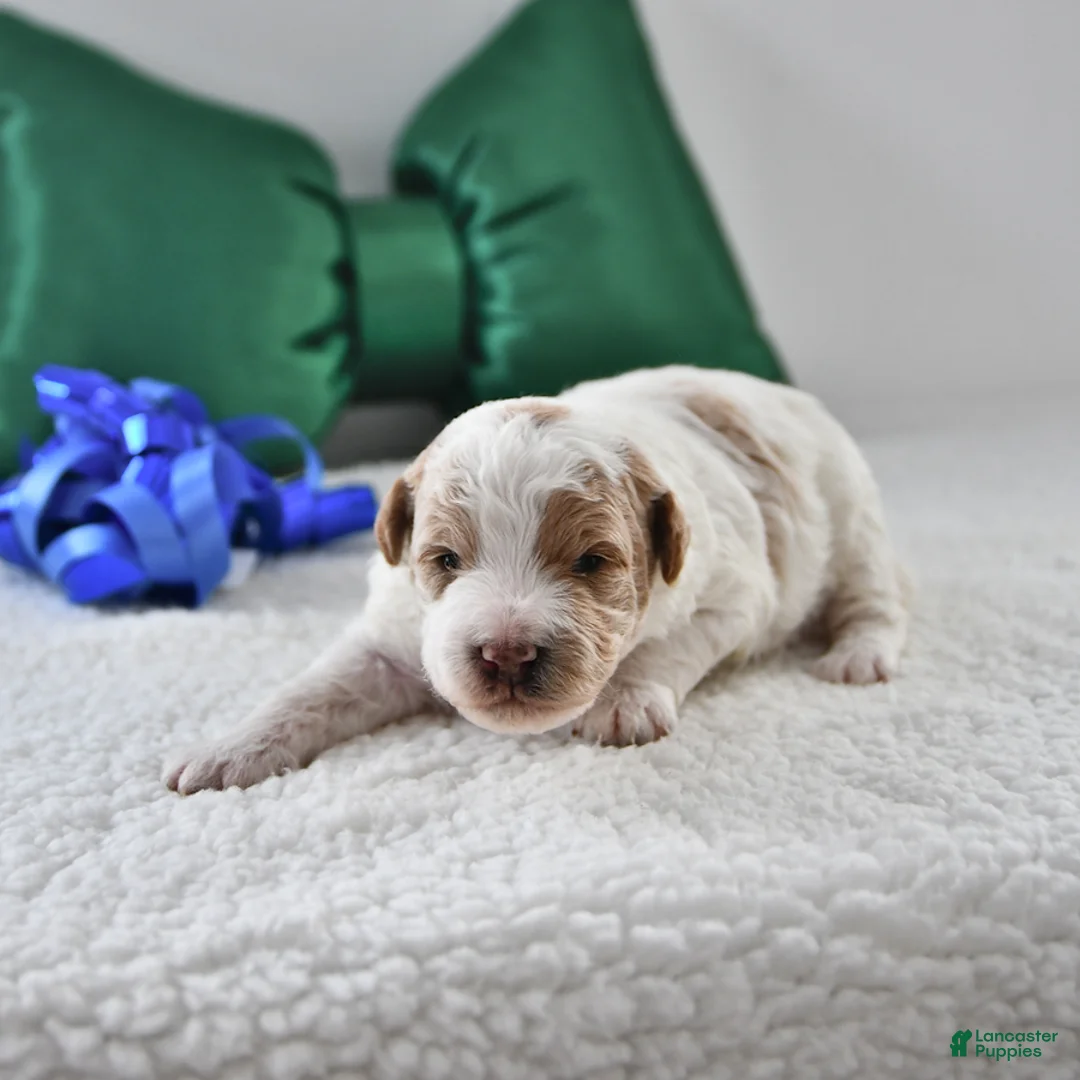 Mini Goldendoodle dogs for sale: Parker - Ad 19