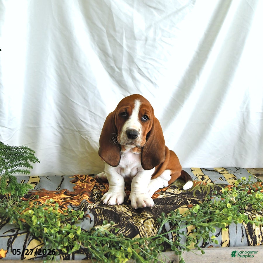 Basset Hound dogs Sophia - Ad 1