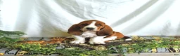 Basset Hound dogs for sale: Sophia - Ad 1