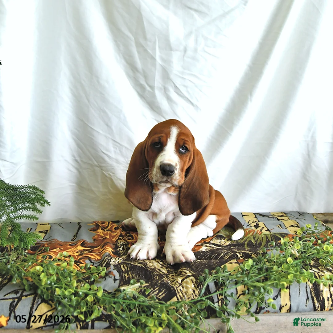 Basset Hound dogs for sale: Sophia - Ad 1