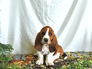 Basset Hound dogs for sale: Sophia - Ad 2