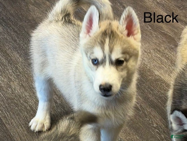 Siberian Husky dogs for sale: Midnight - Ad 1