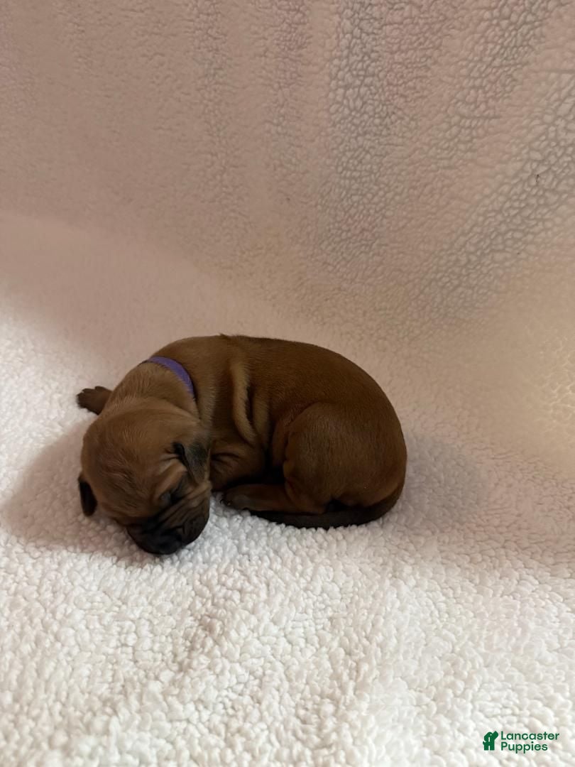 Rhodesian Ridgeback dogs Rhodesian Ridgeback 7 - Ad 37