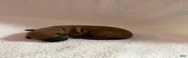 Rhodesian Ridgeback 7