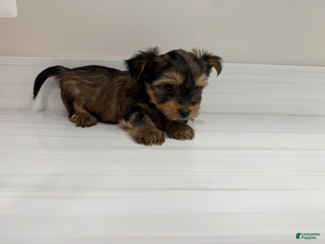 Yorkshire Terrier dogs for sale: Pumpkin - Ad 4