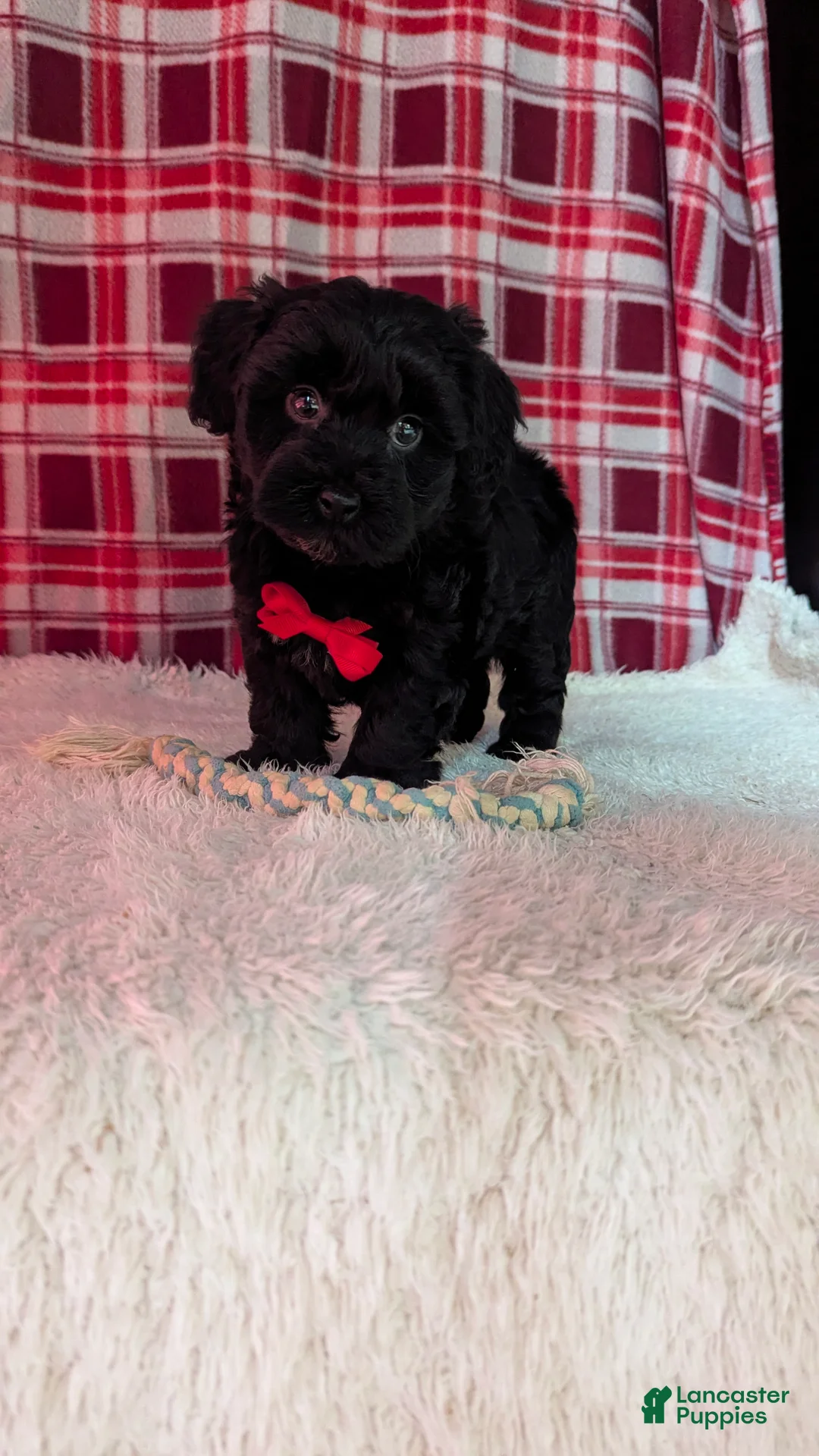 Yorkiepoo dogs for sale: Axel - Ad 11