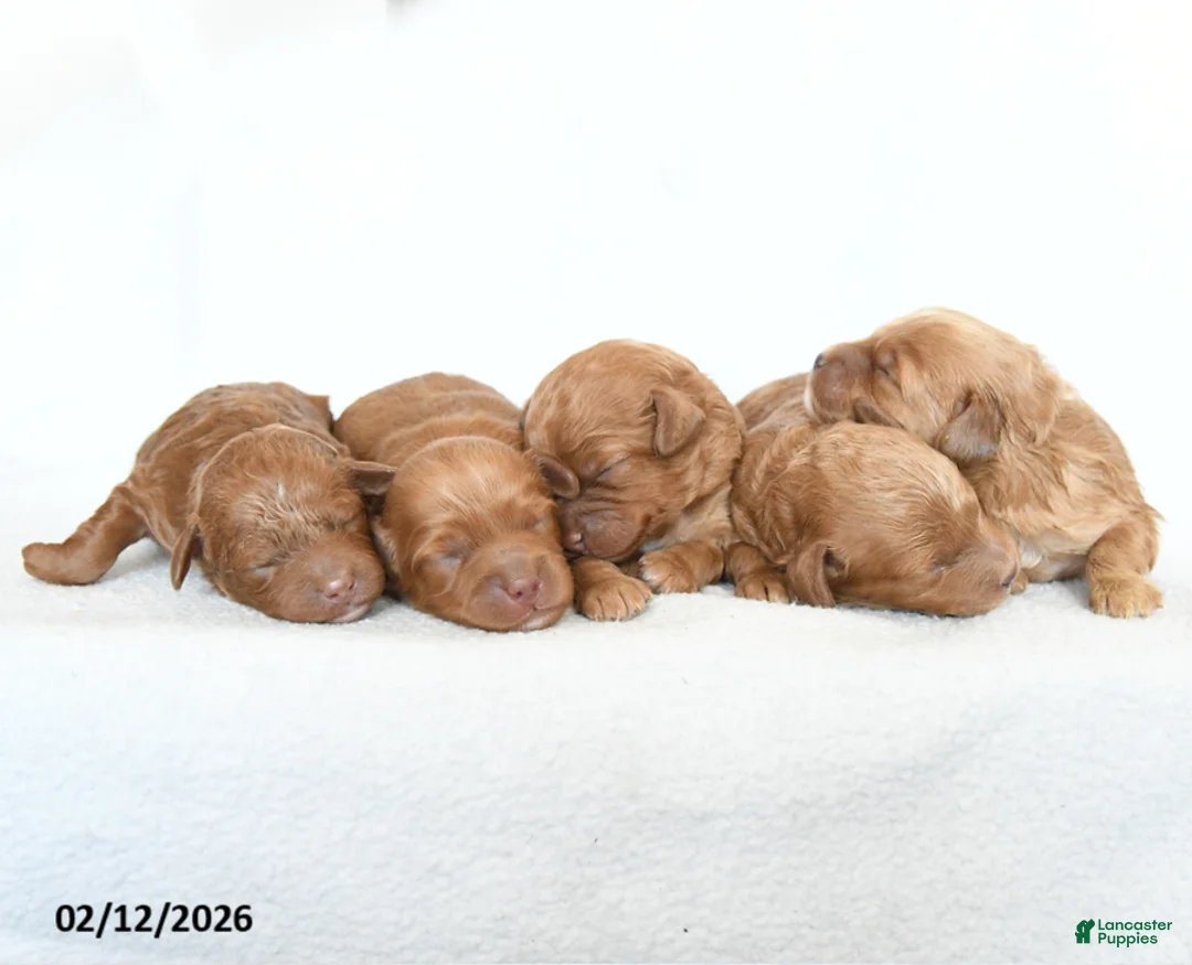 Cavapoo dogs for sale: Brynn - Ad 5