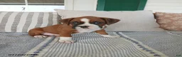 Boxer dogs for sale: Jumbo - Ad 3