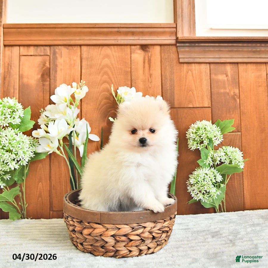 Pomeranian dogs Prince     EXTRA SMALL - Ad 2