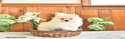 Pomeranian dogs for sale: Prince     EXTRA SMALL - Ad 2
