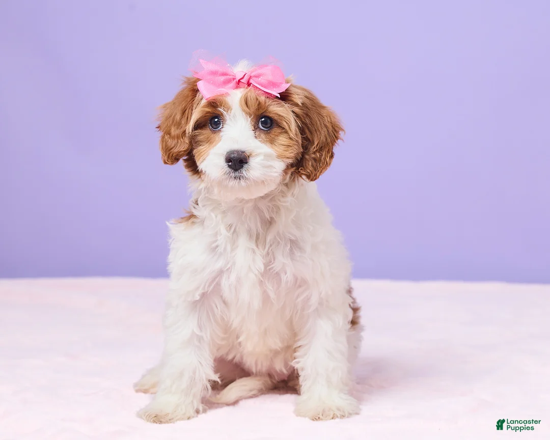 Cavapoo dogs for sale: Clementine - Ad 1