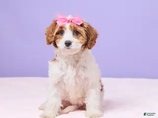 Cavapoo dogs Clementine - Ad 37