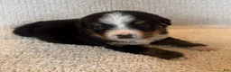 Bernese Mountain Dog dogs for sale: Flo - Ad 3
