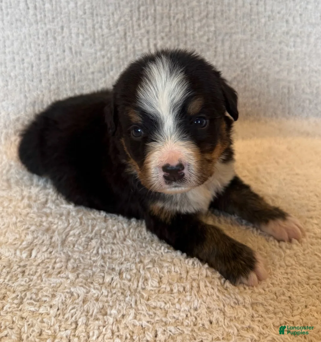 Bernese Mountain Dog dogs for sale: Flo - Ad 3