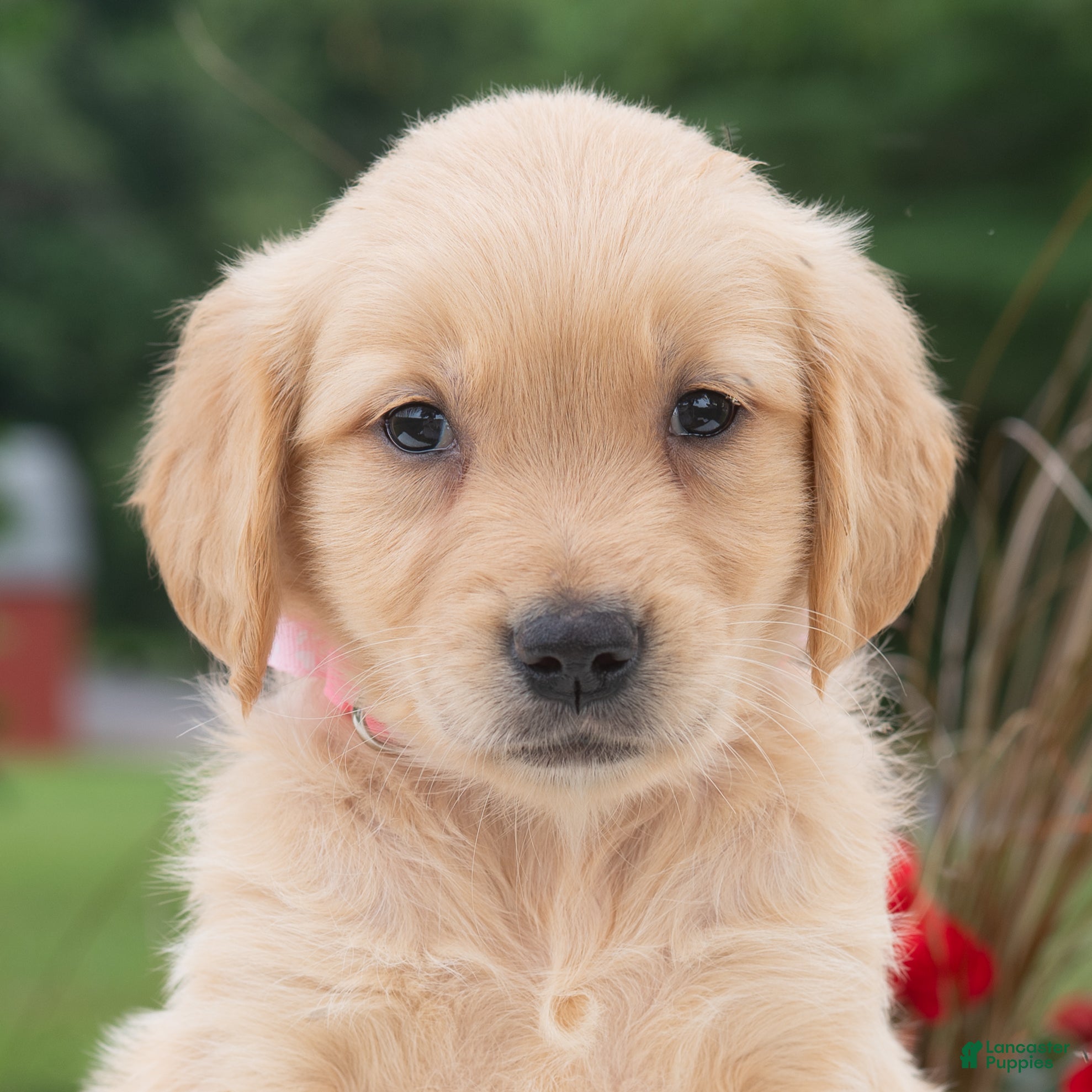 Golden Retriever dogs Harper  - Ad 2