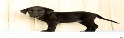 Labrador Retriever dogs for sale: Boomer - Ad 3
