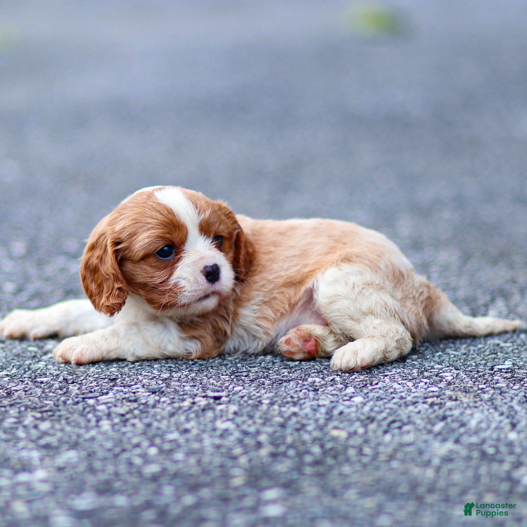 Cavalier King Charles Spaniel dogs for sale: Teddy - Ad 2