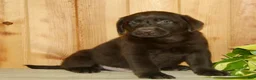 Labrador Retriever dogs for sale: Teddy - Ad 2