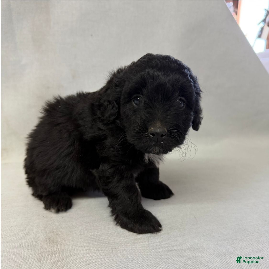 Aussiedoodle dogs Maisy - Ad 1